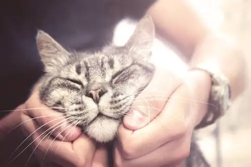 Одна из самых дружелюбных кошек