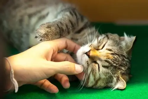 быть ласковым с кошкой