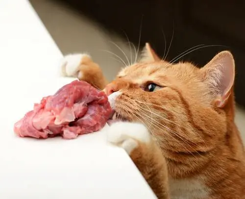 кошка ест мясо кошка ест мясо
