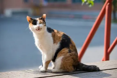 Хронический кашель у кошек Хронический кашель у кошек