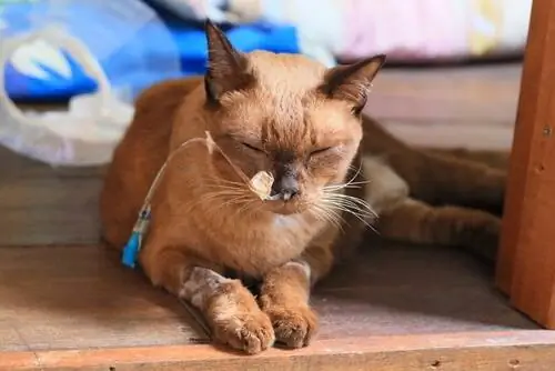 Виды рака у кошек Виды рака у кошек