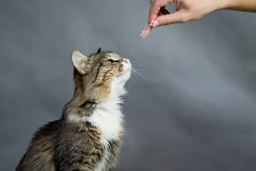 Как распознать истощенную кошку?