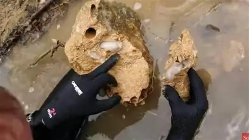 Находка Lithoredo abatanica в скале. Находка Lithoredo abatanica в скале.
