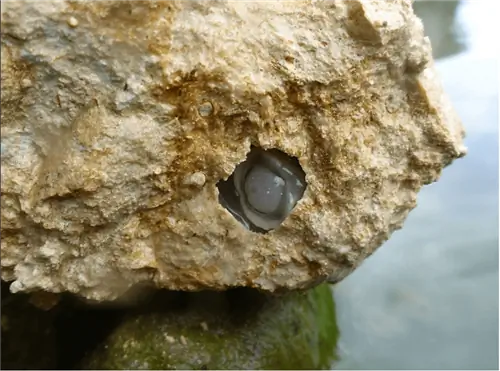 Речной червь (Lithoredo abatanica) на скале. Речной червь (Lithoredo abatanica) на скале.