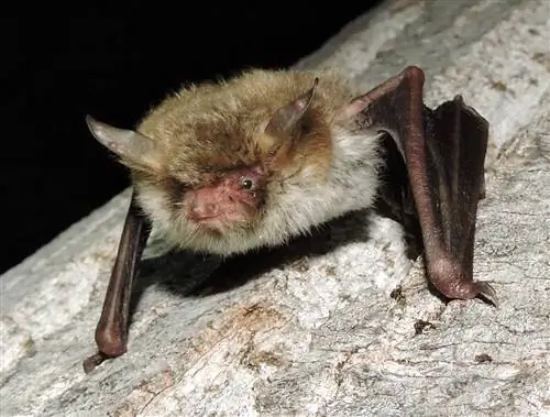 Иберийский серый канюк Myotis-escalerai