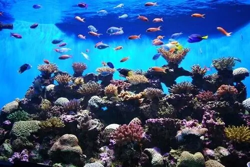 Особые характеристики камбалы Особые характеристики камбалы