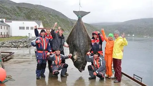 крупная камбала: палтус крупная камбала: палтус