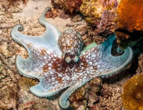 Карибский осьминог (Octopus briareus)
