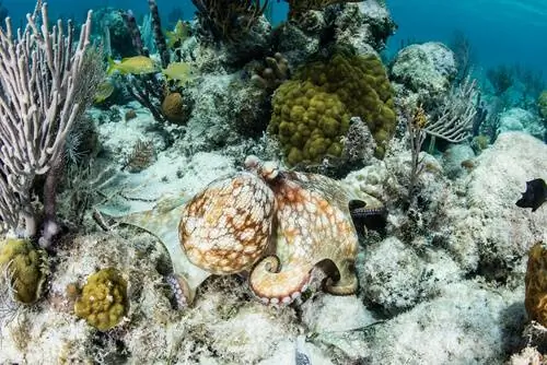 Осьминог briareus на дне моря.