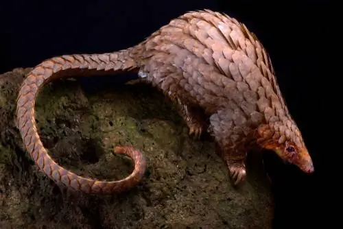 Древесный панголин (Giant Pangolin или Smutsia gigantea).