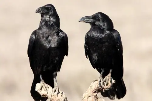 Пара воронов (Corvus corax). Пара воронов (Corvus corax).