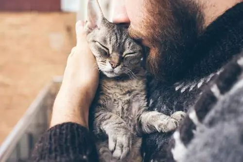 Науке о кошачьей привязанности есть что сказать Науке о кошачьей привязанности есть что сказать