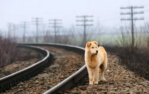 собака одна собака одна