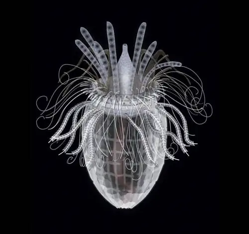 Spinoloricus cinziae: единственное животное, которому не требуется кислород для жизни Spinoloricus cinziae: единственное животное, которому не требуется кислород для жизни
