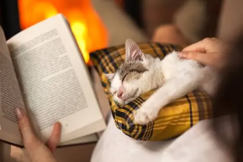 коты и великие писатели коты и великие писатели