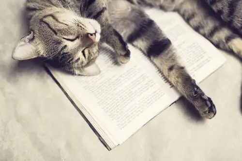 Кот на книге. Кот на книге.