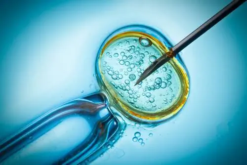 Оплодотворение под микроскопом in vitro. Оплодотворение под микроскопом in vitro.
