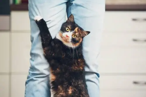 Девять любимых вещей вашей кошки, о которых вы не знали