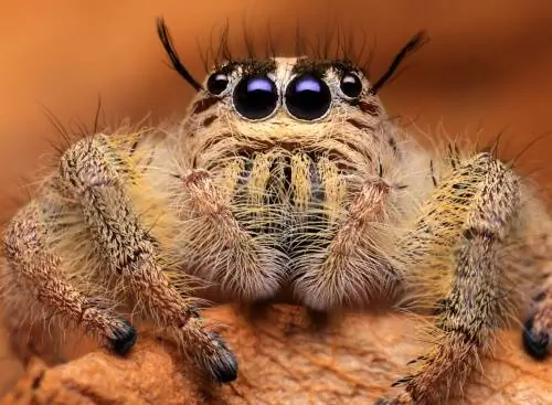S alticidae очаровательны. S alticidae очаровательны.