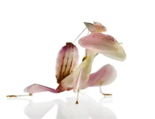 Богомол Hymenopus coronatus на белом фоне. Богомол Hymenopus coronatus на белом фоне.