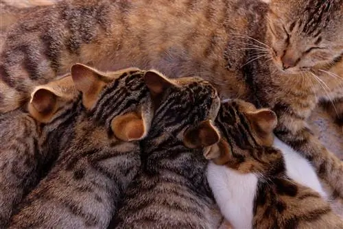 Кошка со своими малышами. Кошка со своими малышами.