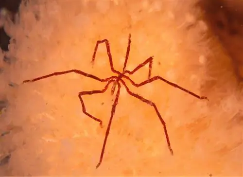 Увлекательный мир морских пауков