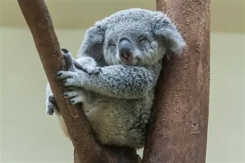 Коала опирается на ветку. Коала опирается на ветку.