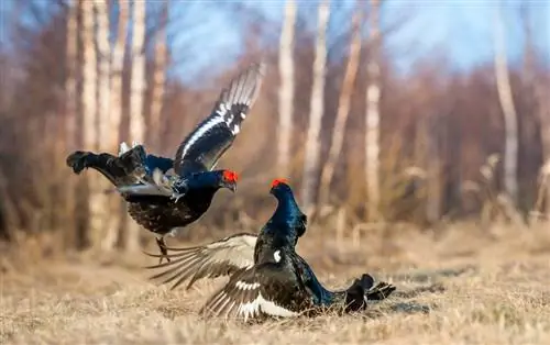 Лиреки, экзотические родственники кур.