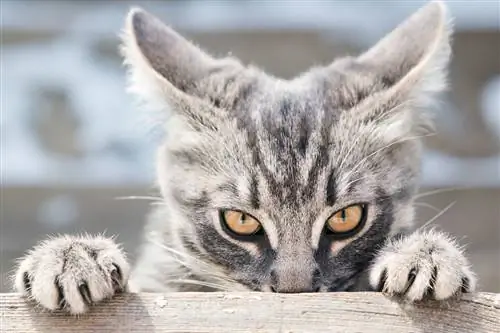 Кошка, которая угрожает.