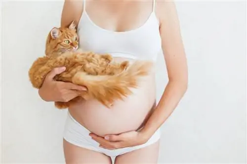 Токсоплазмоз у кошек.