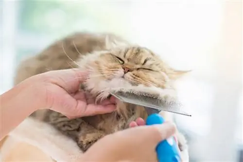 Кота расчесывают.