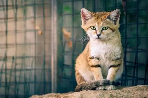 Кошка в полный рост.