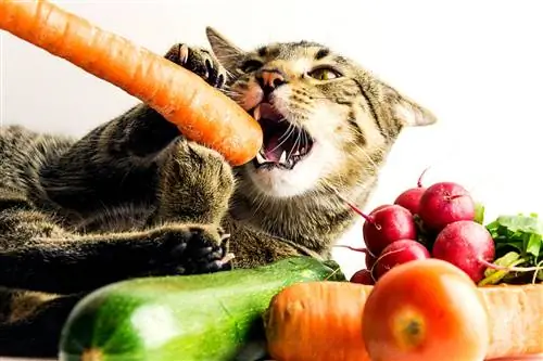 Кошка ест овощи.