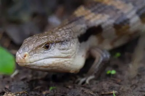 Tiliqua gigas: уход в неволе Tiliqua gigas: уход в неволе