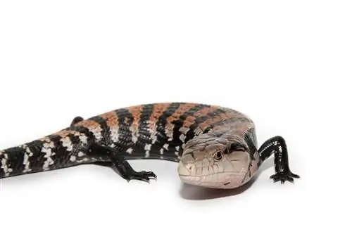 Tiliqua gigas на белом фоне Tiliqua gigas на белом фоне