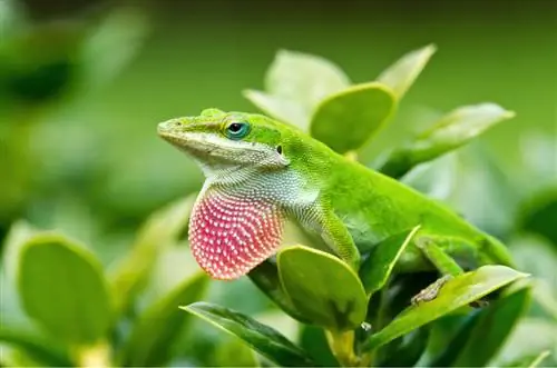 Anolis carolinensis или зеленый анолис: уход в неволе Anolis carolinensis или зеленый анолис: уход в неволе