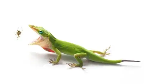 Anolis carolinensis ест паука. Anolis carolinensis ест паука.