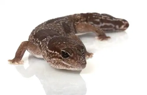 Толстохвостый геккон (Hemitheconyx caudicinctus): уход в неволе Толстохвостый геккон (Hemitheconyx caudicinctus): уход в неволе