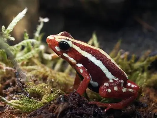 Epipedobates tricolor: уход и разведение в неволе