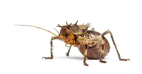 Гигантский сверчок-ёж (Cosmoderus femoralis): уход в неволе Гигантский сверчок-ёж (Cosmoderus femoralis): уход в неволе