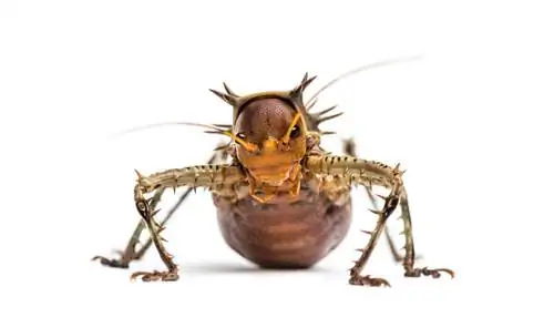Cosmoderus femoralis спереди. Cosmoderus femoralis спереди.
