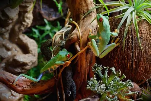 Красноглазые лягушки в биоактивном террариуме.