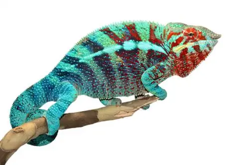 Пантеровый хамелеон (Furcifer pardalis): уход в неволе