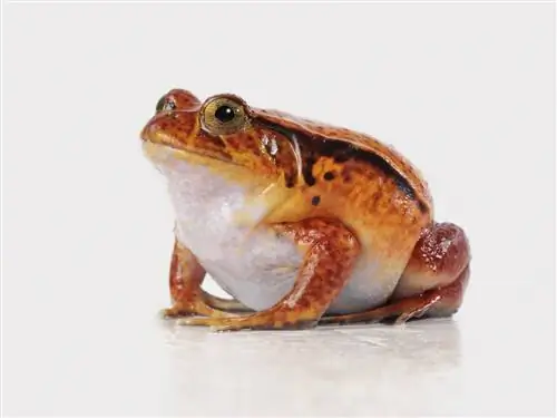 Мадагаскарская томатная лягушка (Dyscophus): уход в неволе