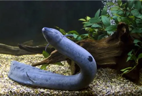 Lepidosiren paradoxa, рыба с легкими