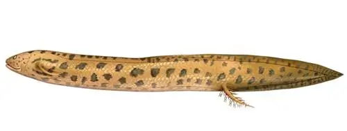 Lepidosiren paradoxa - рыба с легкими.