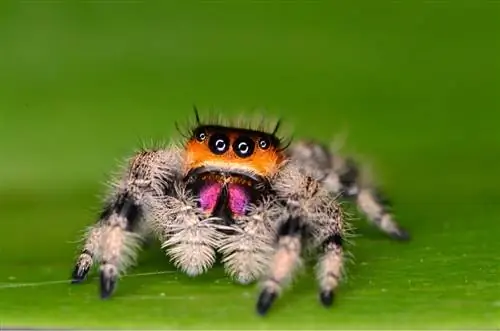 Паук-скакун (Phidippus regius): уход в неволе Паук-скакун (Phidippus regius): уход в неволе