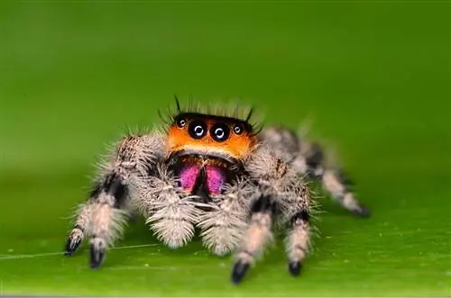 Паук-прыгун (Phidippus regius): уход в неволе