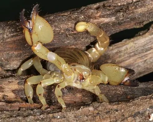 Образец Scorpio maurus показывает клешни. Образец Scorpio maurus показывает клешни.