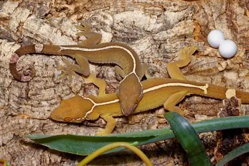 Белополосый геккон (Gekko vittatus): уход в неволе